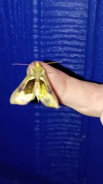 Super shiny Hologram moth I found with it's iridescent wings
