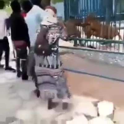 Lion bites man, and everyone else just stands there and films with their cell phones