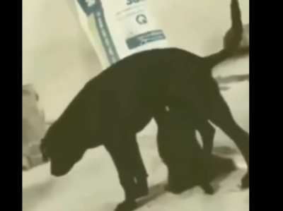 Poor puppy