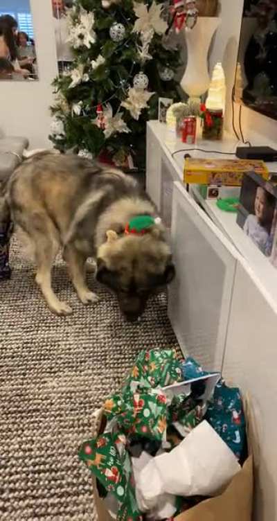 [OC] My dog got a little too comfortable at the Christmas party…