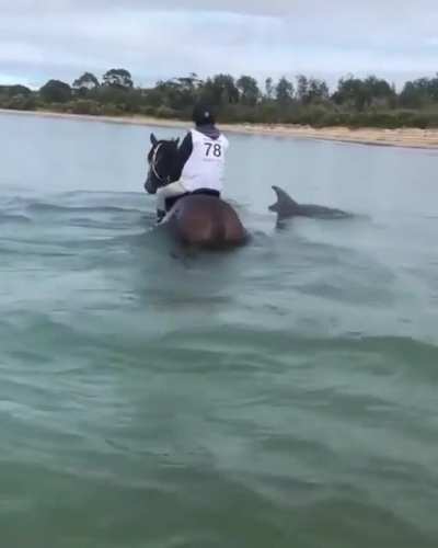 🔥 Curious dolphins swim up to horses