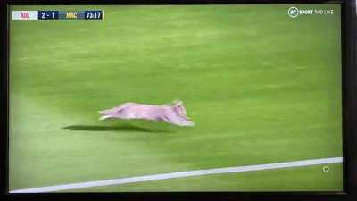 Cat runs on field during Adelaide vs Macarthur (A-League)