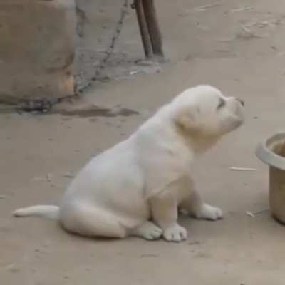 Cock-a-PUPPER-doo