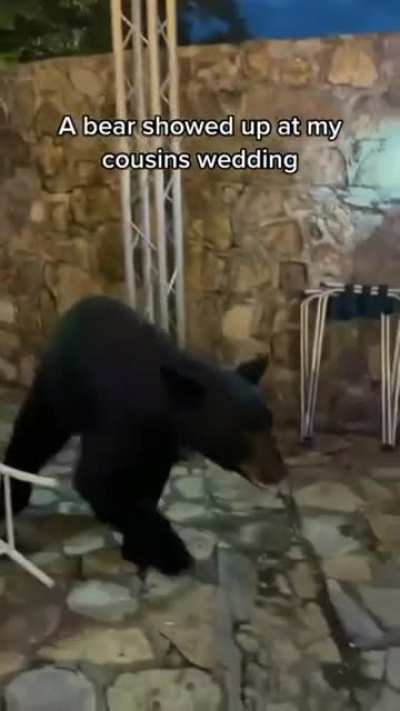 THE RING BEAR!