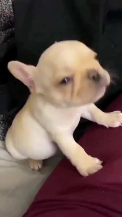 The most dangerous wolf ever
