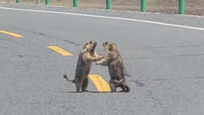Rocky vs Drago