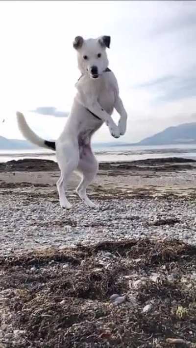 My dog missed catching his stick