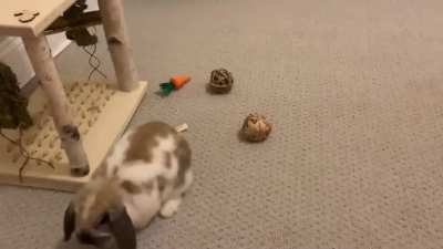 Some Big Binkys! This was the first day Marley became a Free Roam Bunny! I Think he was happy😆🐰🐇🐰