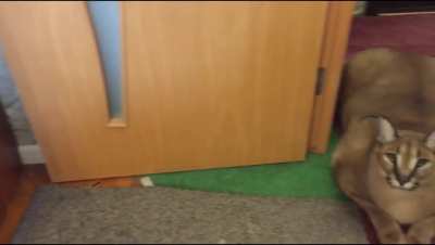Wait for it...