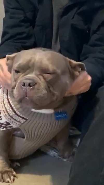 I volunteered at one of our town's local rescues and got to meet THE ultimate hippo, Matilda