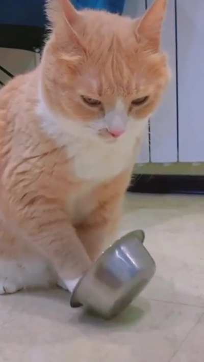 Funny and cute cat