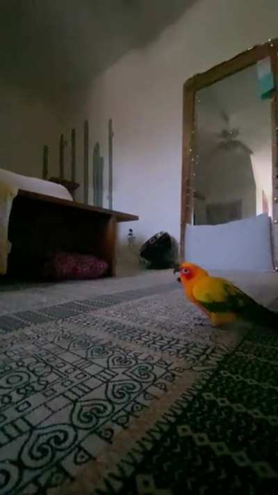 Wanted a Video of her flying in Slow Motion, Got this T-Rex Instead…