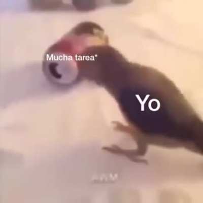 Yo >:3