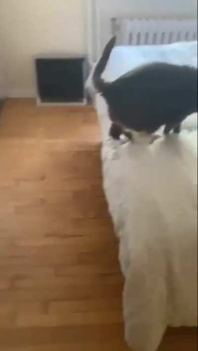 Catculating jumping on a bed