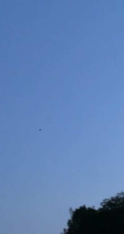 Backyard bat swooped a little too close to mom.