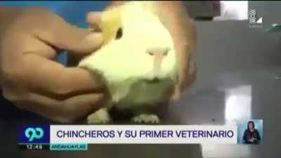 Noooo suuuusiii ;-;