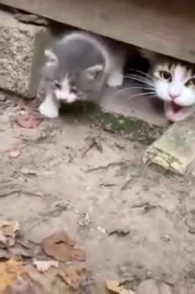 half life kitty