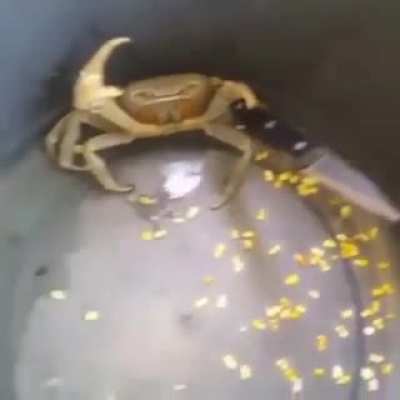 This crab just won't go down easy