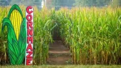 Corn