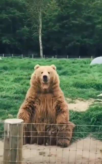 Hello Human!