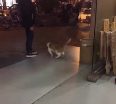[IRL] Cat with irl game physics.