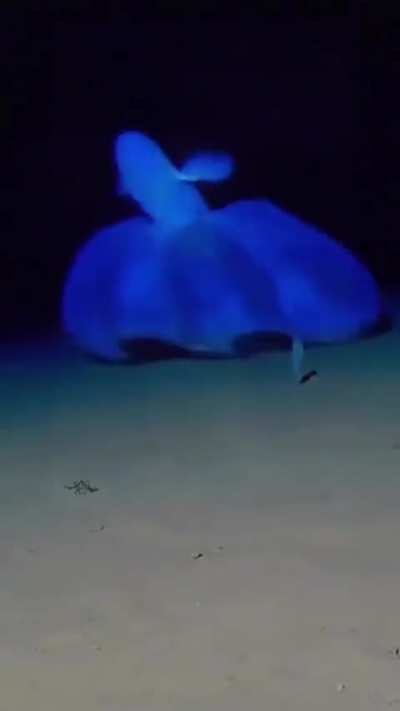 Eerie underground creature
