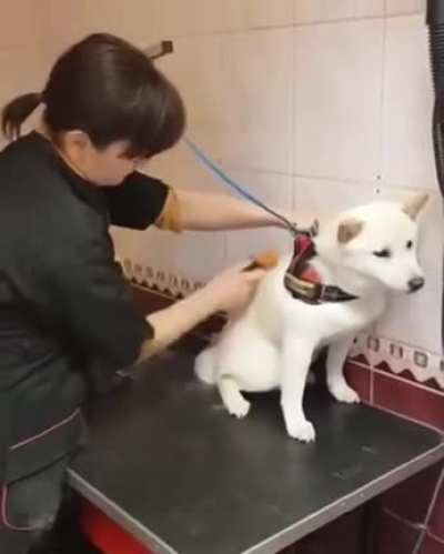 The way this talented groomer creates trust with this shibe in less than 60 seconds