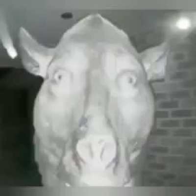 Blursed_pig