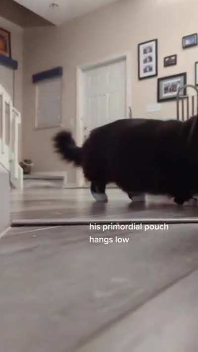 Aw Shit, Run!
