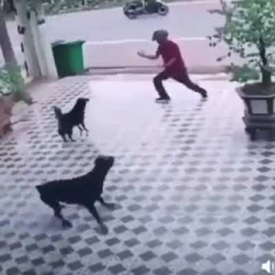 Ah perro! Detienes perros!