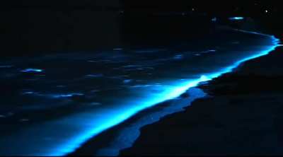 Bioluminescent algae waves at beach
