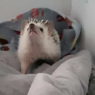WHO WOKED ME UP??! I WILL STARE YEW DOWN TO DEFF WITH MEH LAZZER EYEZ.