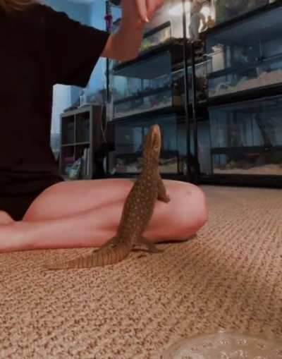 He flops