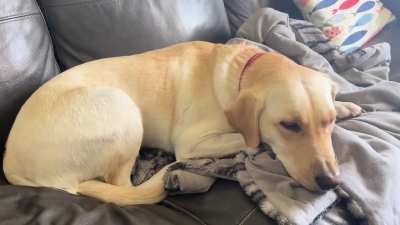 My dog is is having unusual tremo<wbr>rs/sh<wbr>aking