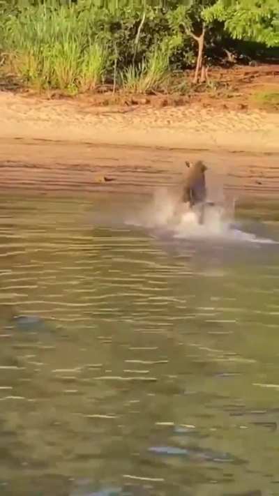 Corrientes: Brasileros pescaban en el Río Paraná y apareció un yaguareté