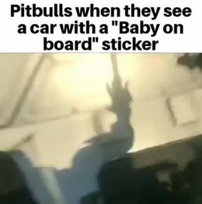 Pitbull