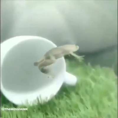 Frog