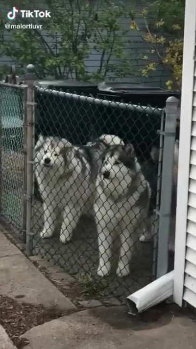Mirroring for pets!