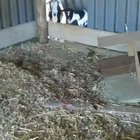 Goats trying to climb over a wooden board