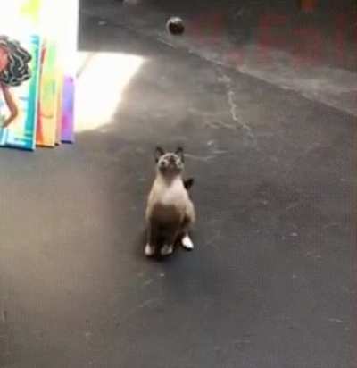 Common reaction rate in the cats