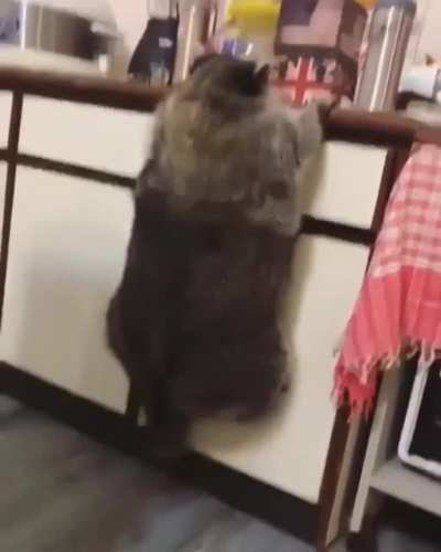Крошка енот