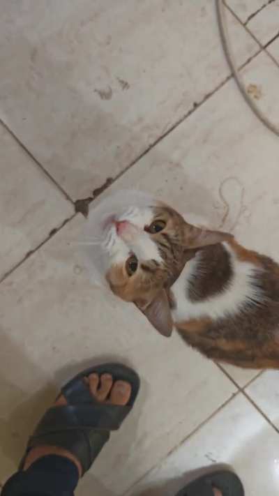 My cat beginning for pets and attention