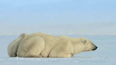 Baby Polar bear gets a surprise visit