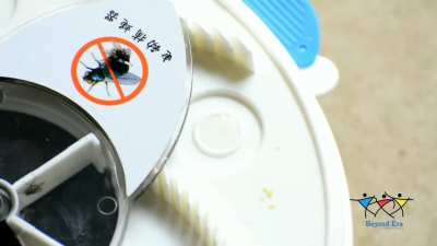 Innovative fly trap