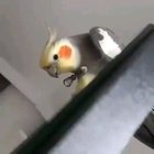 Meu balbau