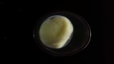 🔥 Salamander Single Cell Development 🔥