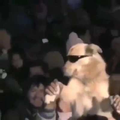 Perro fachero