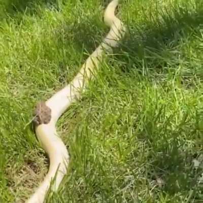 Loaf on a noodle