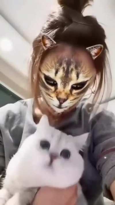 That expression of the cat tho.