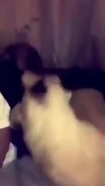 Just a normal day with two normal pets.